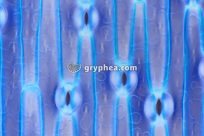 Stomates de feuille d'Iris x60 - gryphea.com